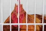A rogue rooster