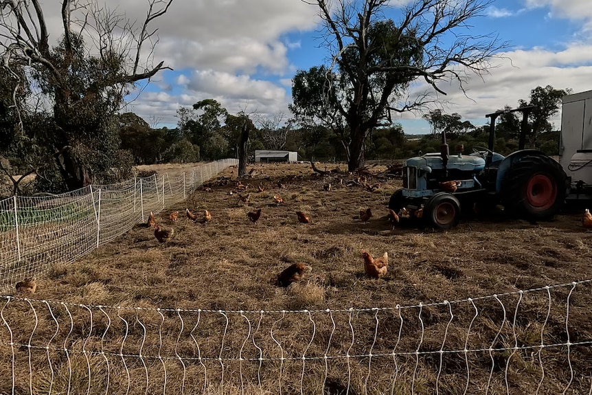 Chickens wandering in an enclosed field. There's a tractor and small shed nearby.