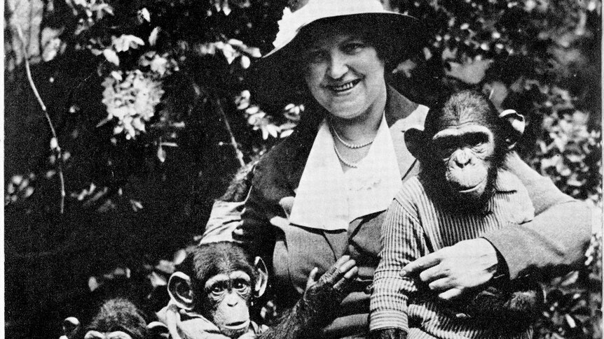 Black and white phot of a woman in a hat and suit hugging three baby chimps in clothes