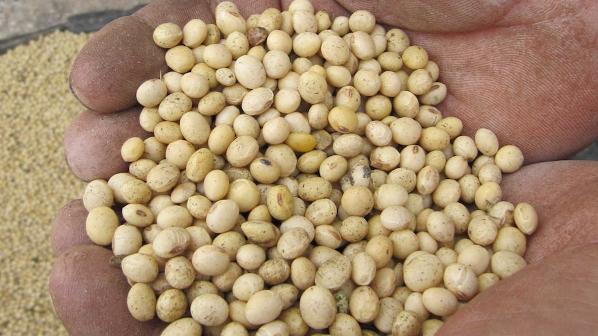 Harvested soybean from the Riverina