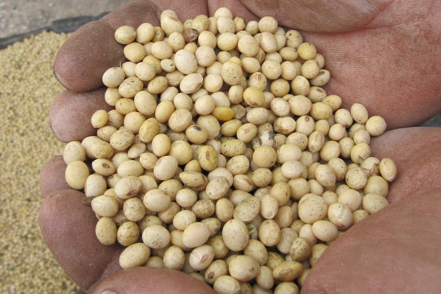 Rain holds up soybean harvest