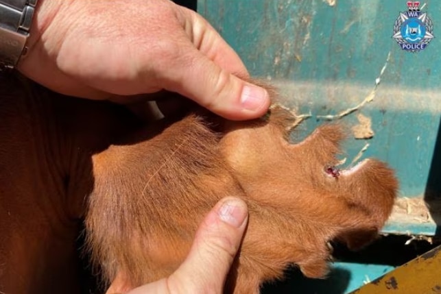 A close of brown cow ear being held 