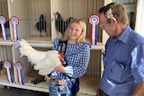 A teenage girl in a blue and white check shirt holds a white rooster next to a man in a blue check shirt.