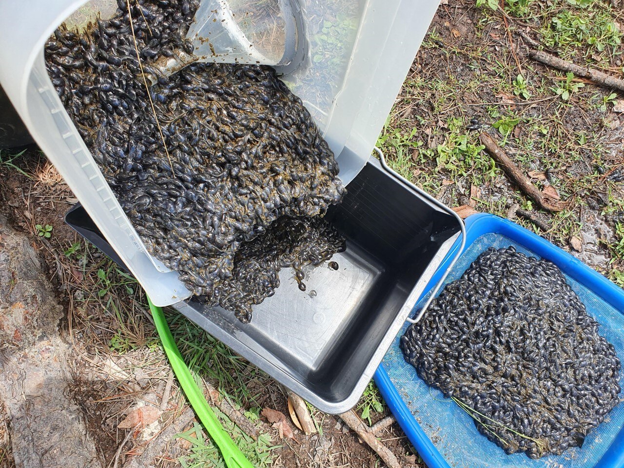 Thousands of cane toad tadpoles poured into a bucket from a track.