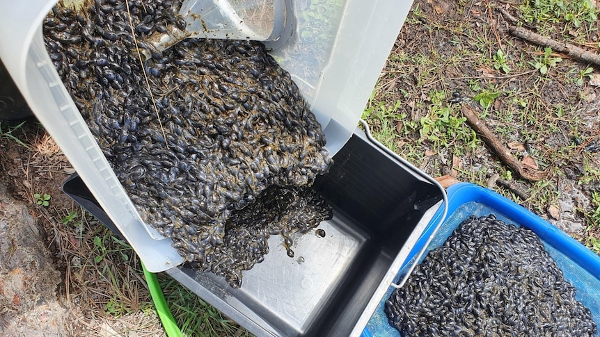 Thousands of cane toad tadpoles poured into a bucket from a track.