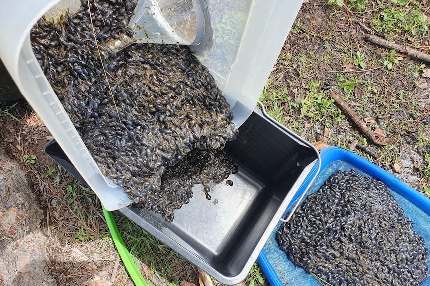 Thousands of cane toad tadpoles poured into a bucket from a track.