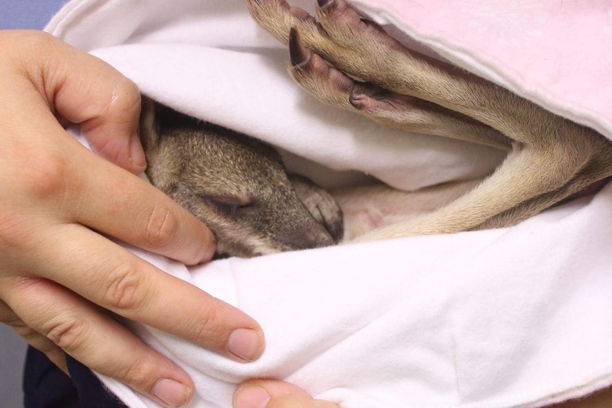 A swaddled orphaned joey.