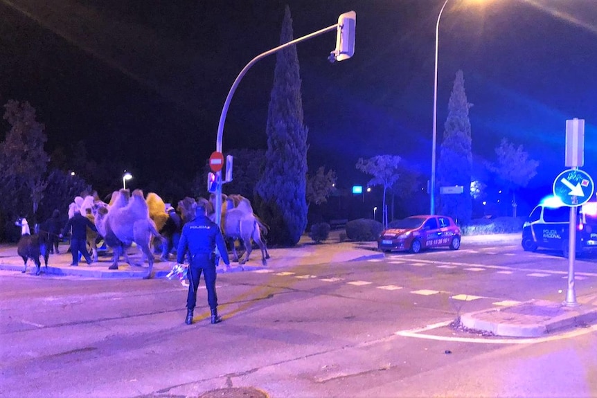 Le luci lampeggianti della polizia brillavano di luci blu e viola su un gruppo di cammelli che venivano abbattuti dalla polizia all'angolo di una strada 