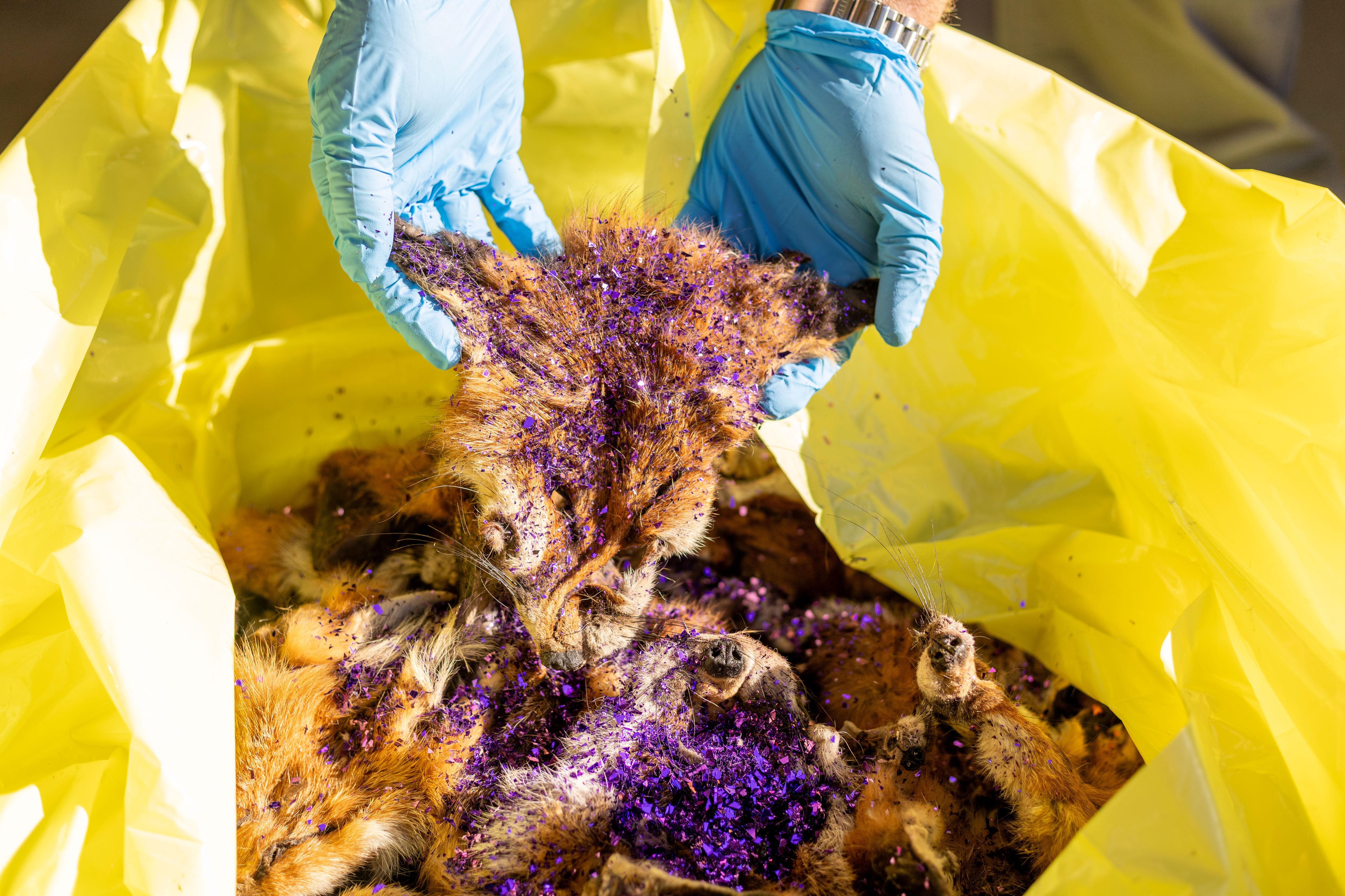 Cabeza de zorro cubierta de purpurina morada.