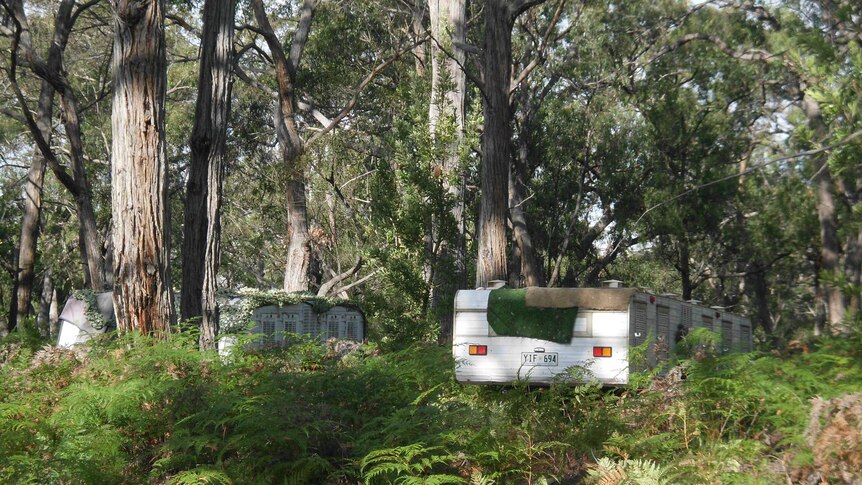 Caravan trailers with camouflage netting in Victorian bushland.