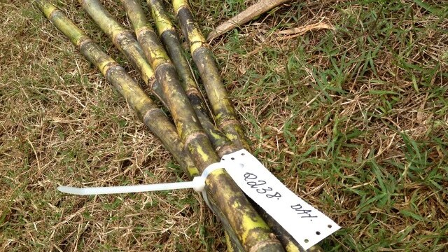 Samples of the new cane variety, Q238, collected from a cane farm near Gordonvale