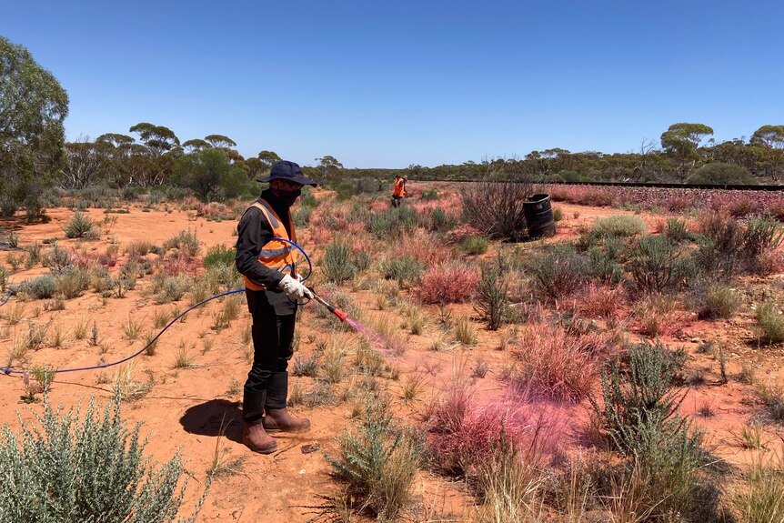 A man in high vis sprays a red substance on long grass growing in red soil.