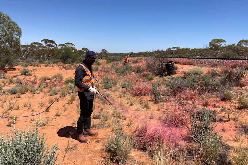 A man in high vis sprays a red substance on long grass growing in red soil.