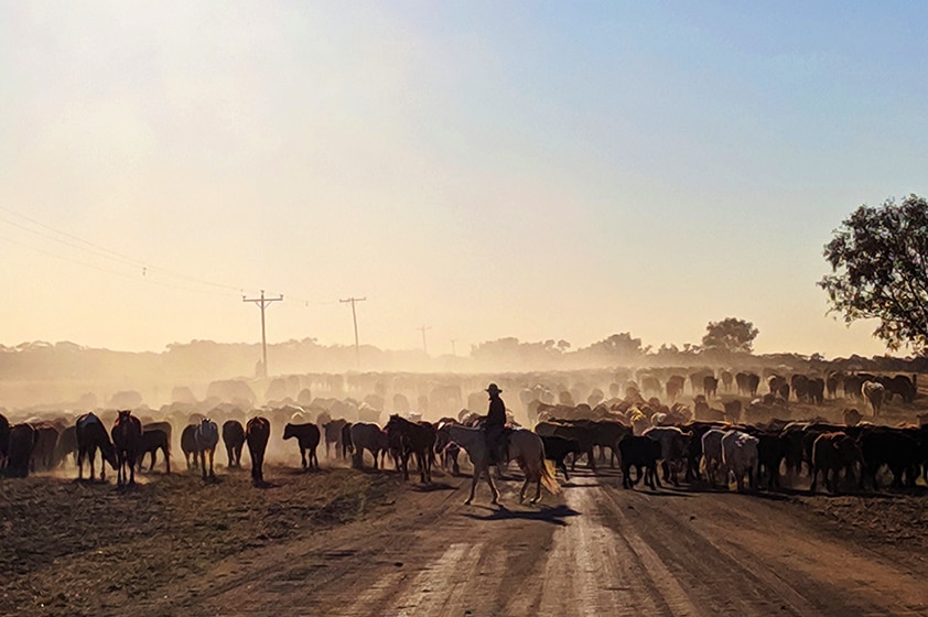 A drover on his horse running cattle on a dirt road outside Longreach, Queensland