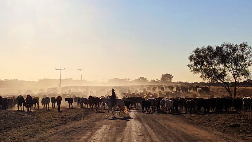 A drover on his horse running cattle on a dirt road outside Longreach, Queensland