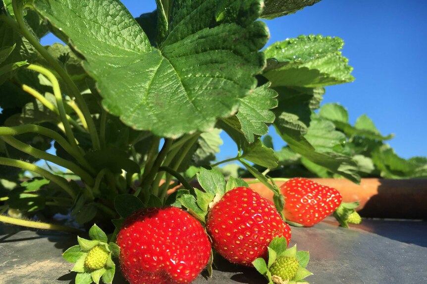 picture of a strawberry bush with ripe and green fruit on it.
