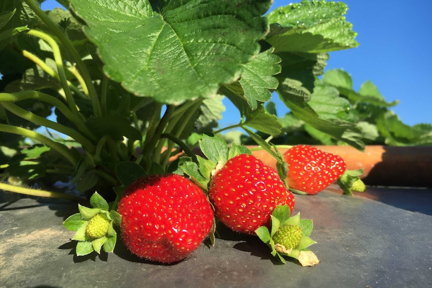 Winter strawberries are now fruiting in the Twist Brothers fields