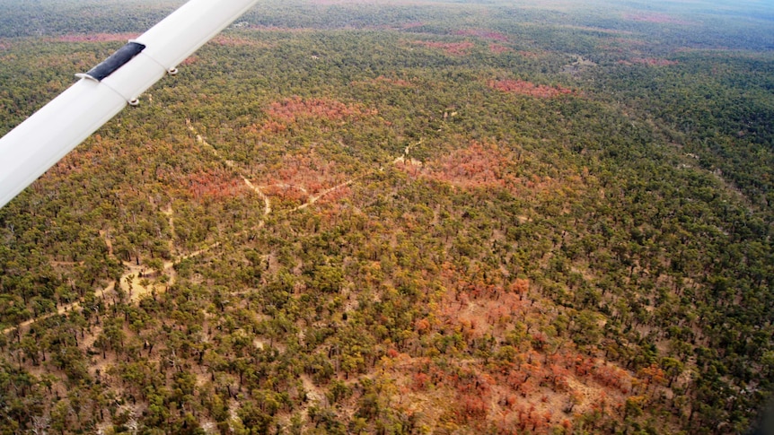 Aerial shot of forest with burnt patches of forest.