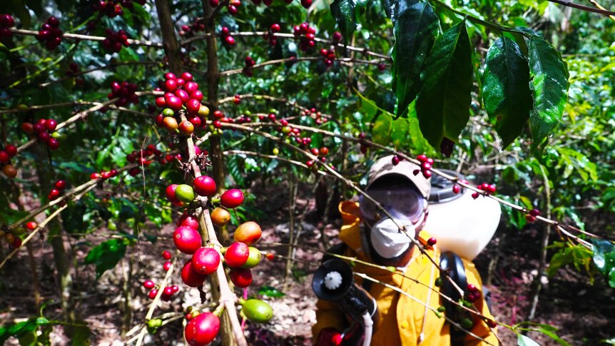 A contractor sprays coffee beans on their branches in PNG