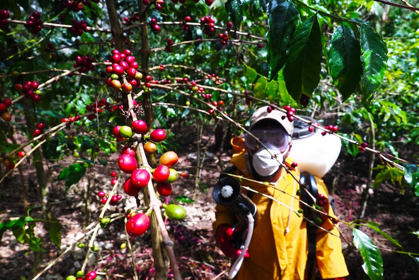 A contractor sprays coffee beans on their branches in PNG