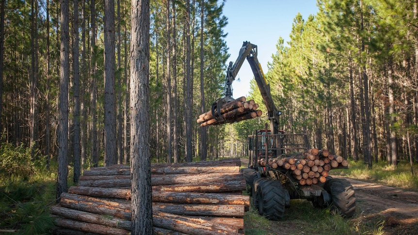 Pine tree logs being loaded onto a crane truck in the forest.
