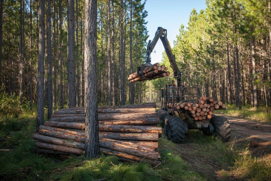 Pine tree logs being loaded onto a crane truck in the forest.