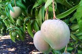 Some Northern Territory mango growers are already harvesting