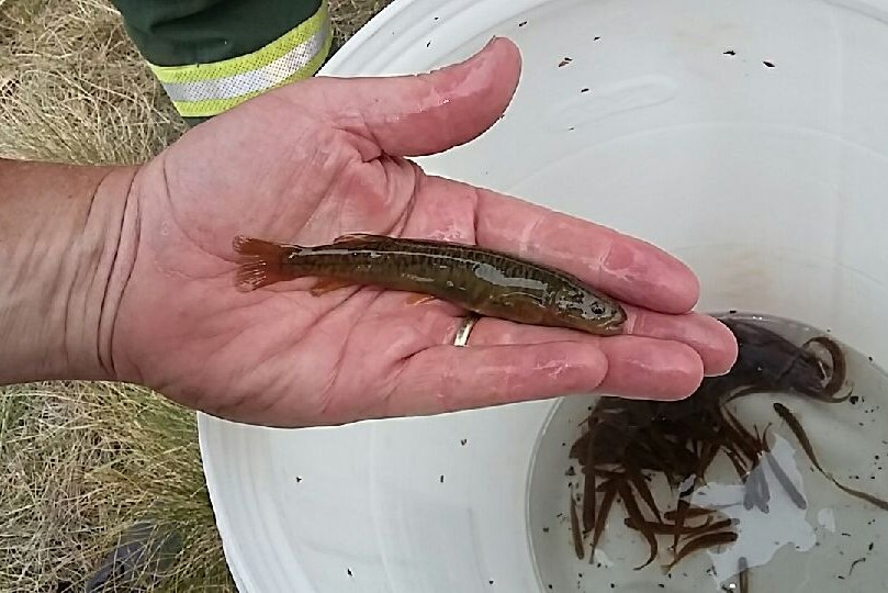 A hand with a small fat fish holding it above a bucket.