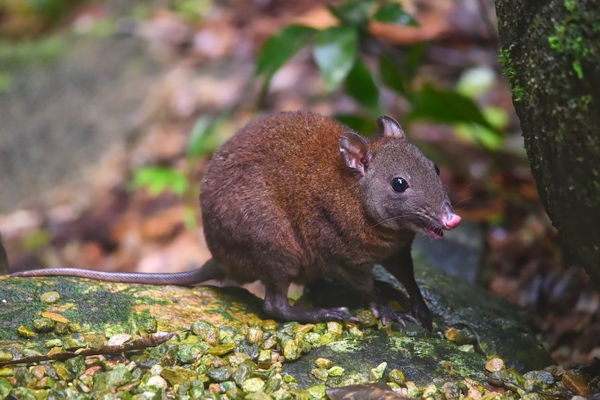 A musky rat-kangaroo, small marsupial in the forest