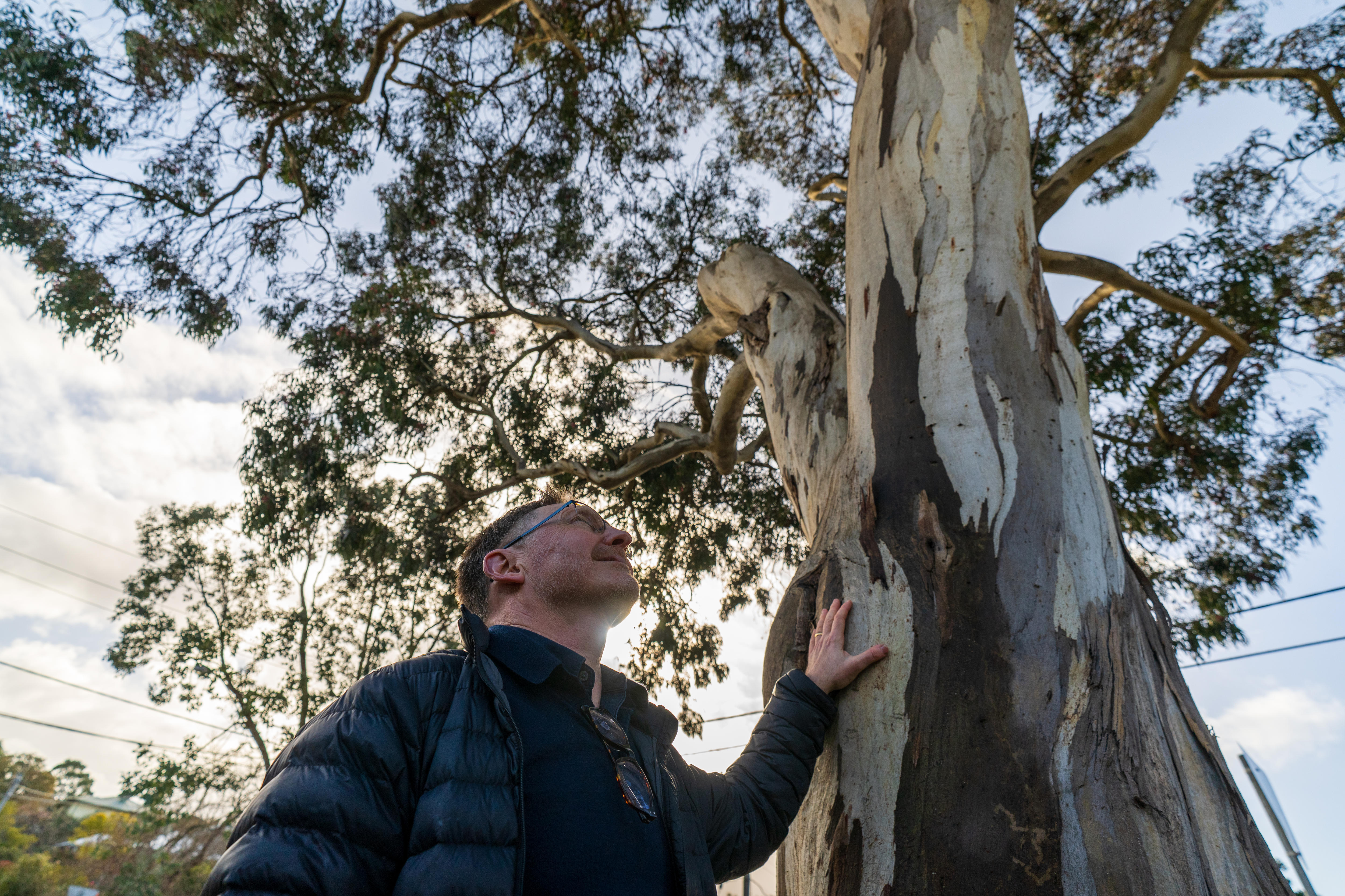 Nick Rogers's leafy suburb is ground zero in Australia's battle over trees