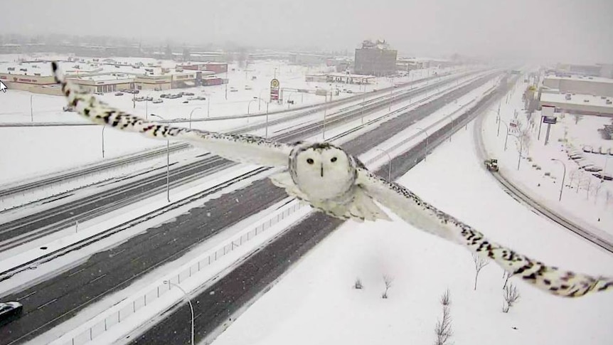 Snowy owl flying above snowy roads