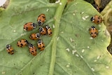 Ladybirds and  potato tomato psyllid on a leaf
