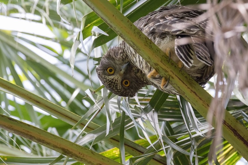 powerful owl looking down