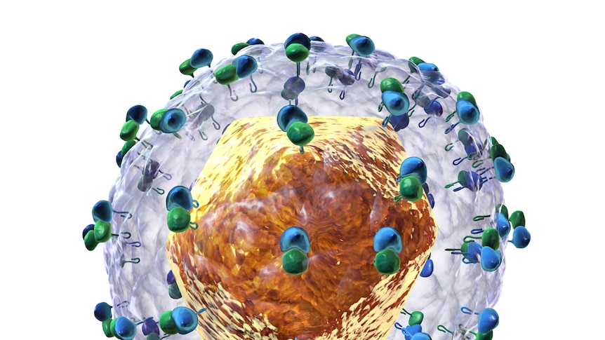 Diagram of the structure of the hepatitis C virus particle