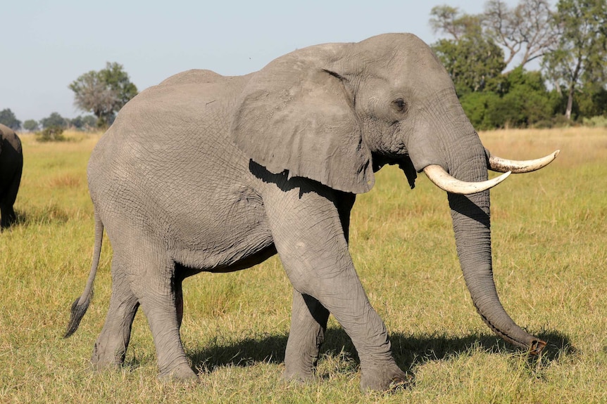 Male elephant in grasslands