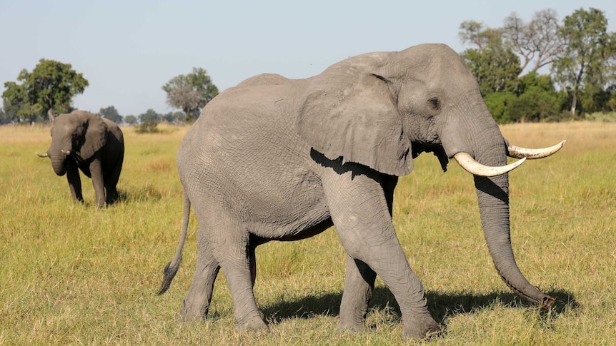 Male elephant in grasslands