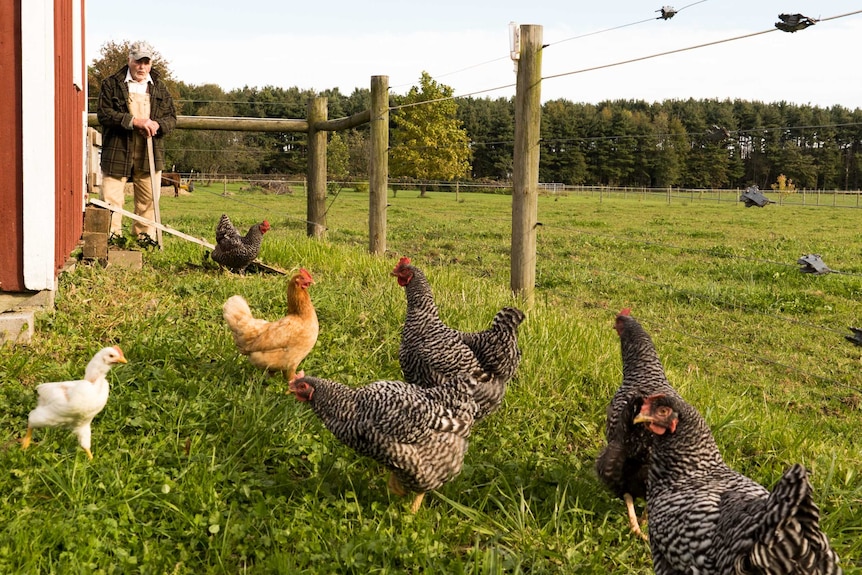 Chickens on a farm.