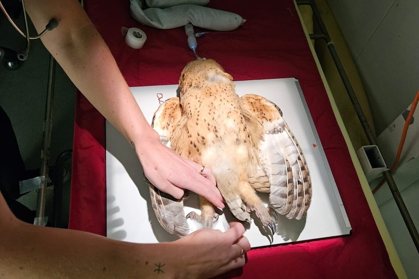 A brown and gold owl laying flat on a surgery bed 