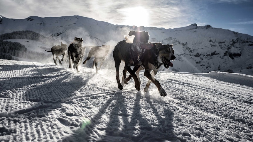 Dogs pull a sledge during the Grande Odyssee sledding race.