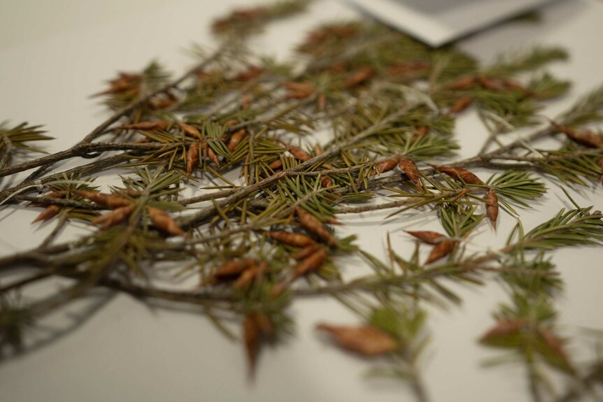 A close-up of a spikey-leafed plant with seeds.