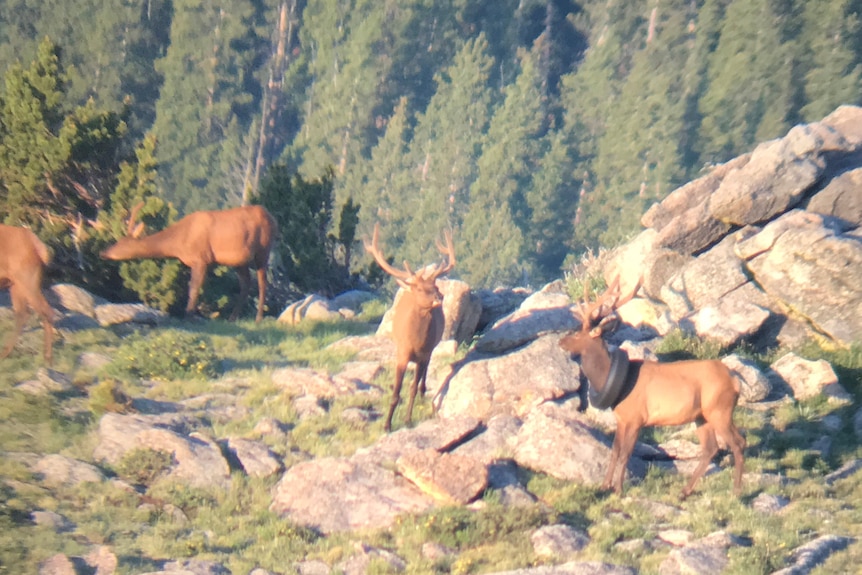 An elk with a tire around its neck.