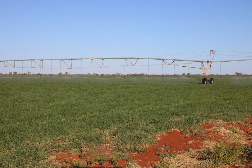 a centre pivot watering a hay paddock.
