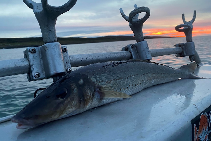 Fish on a boat.