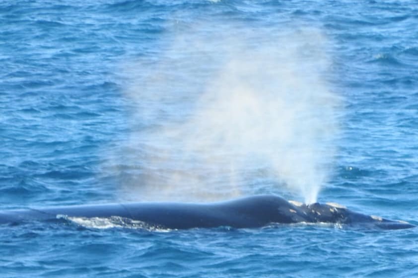 Close up of southern right whale in blue water, breathing out water spray in the air