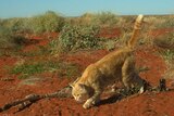 A feral cat runs away from a kangaroo carcass