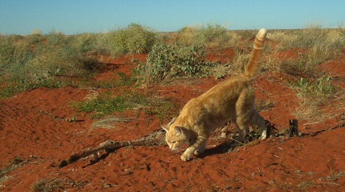 A feral cat runs away from a kangaroo carcass.