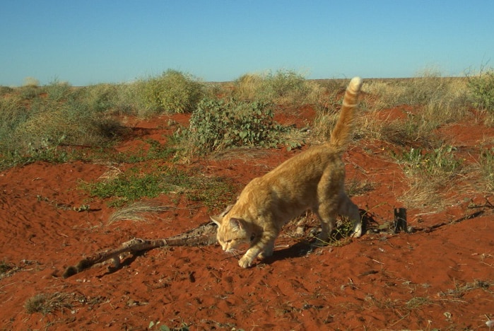 A feral cat runs away from a kangaroo carcass