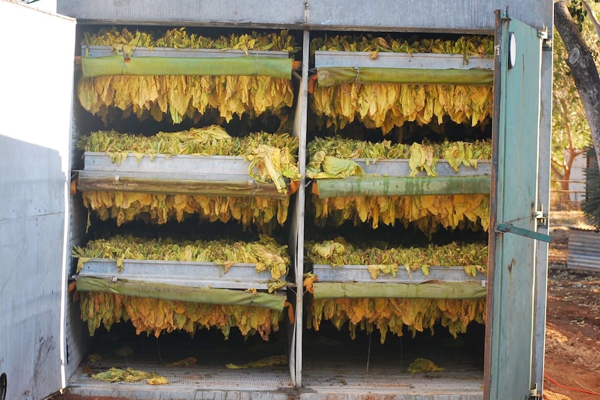 Yellow tobacco leaves dry in a shipping container