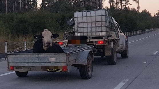 Cow in trailer