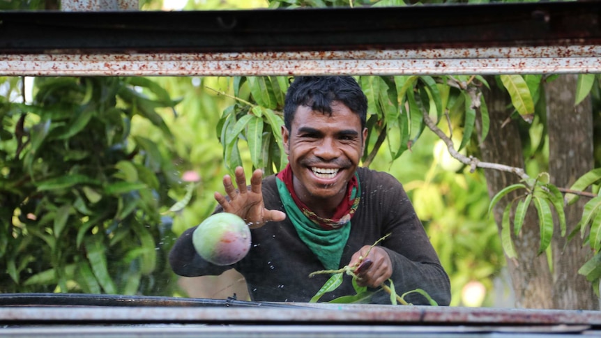 A worker from Timor Leste sorting out mangoes to be washed on the picker at Tou's Garden mango farm.